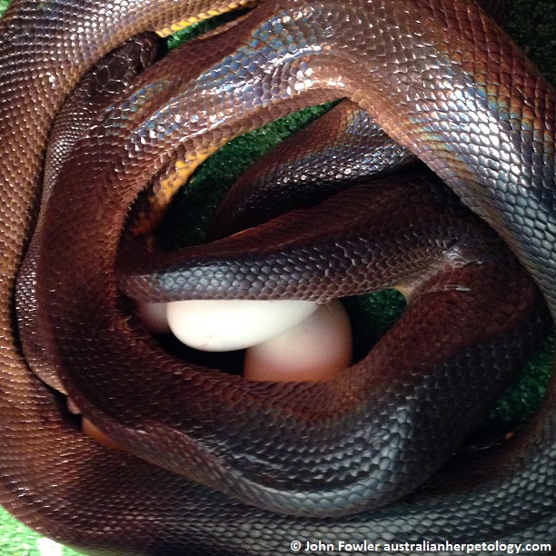  Water Python Liasis  fuscus